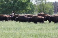 Bisontreiben 2008 klein
